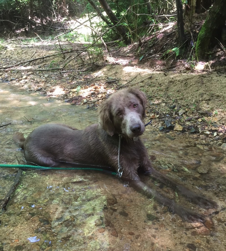 暑い夏は川に限る