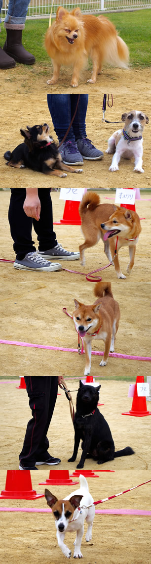 イベント「秋の大運動会」（1）