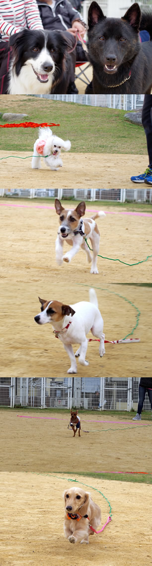 イベント「秋の大運動会」（13）