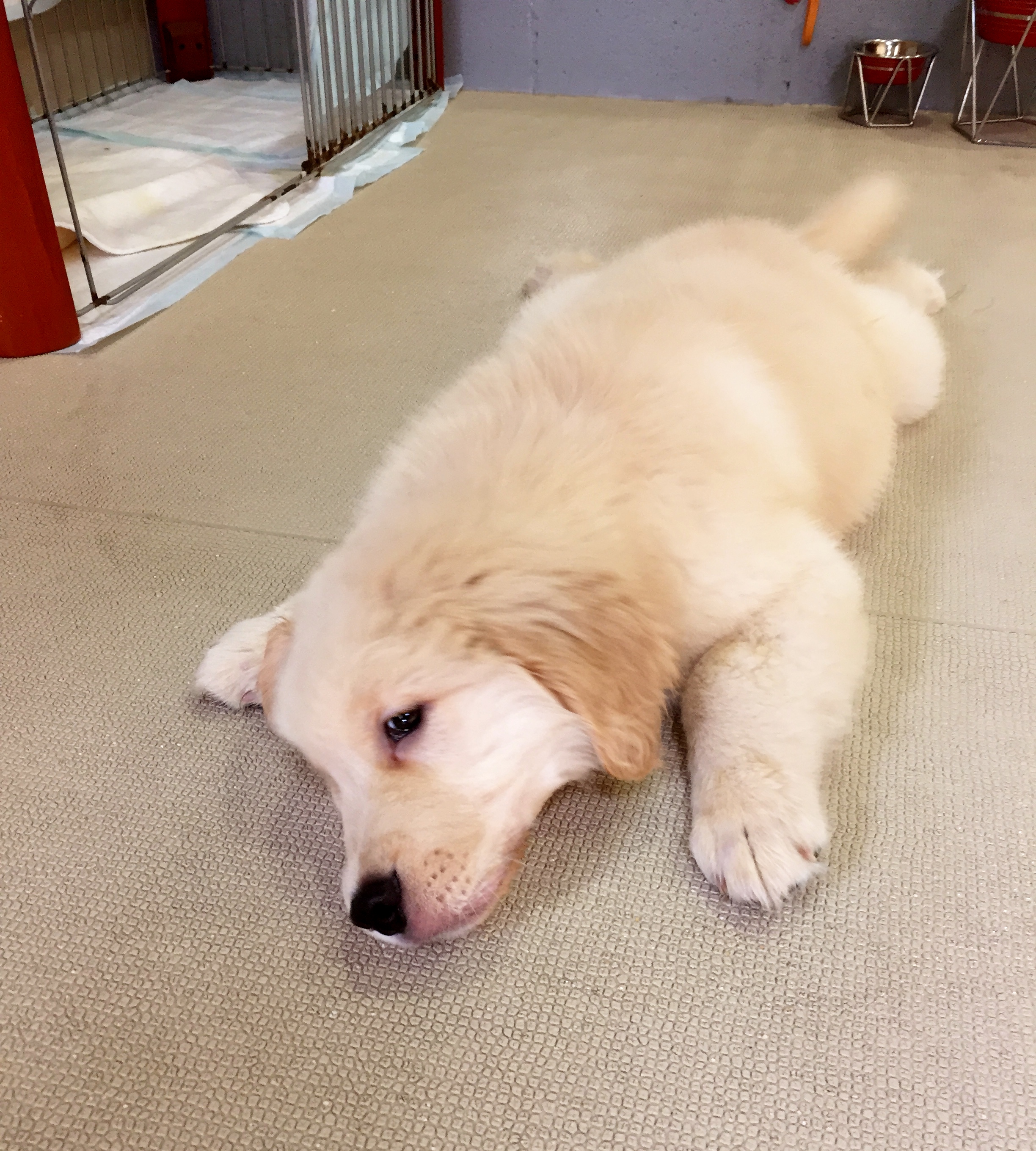 梅雨と暑い日と犬